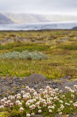 Güzel beyaz çiçekler yazın, İzlanda.