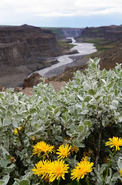 Mooie wilde bloemen in IJsland. — Stockfoto