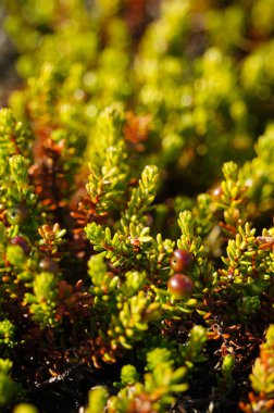 İzlanda'daki şirin küçük ağaçlar.