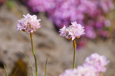 Güzel çiçekler yazın, İzlanda.