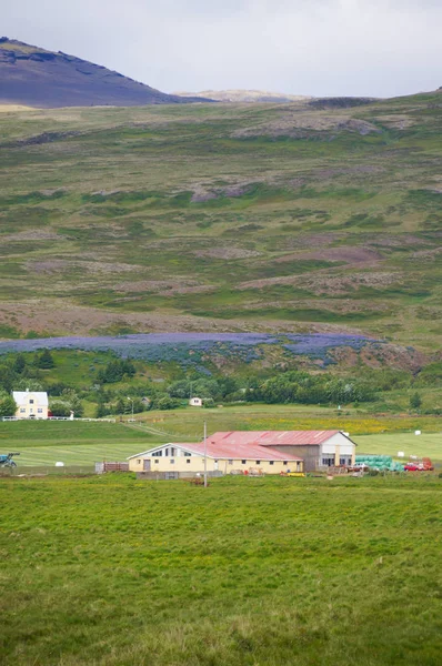 Bella vista in estate, Islanda . — Foto Stock