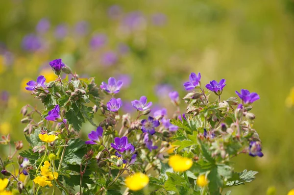 Prachtige bloemen in de zomer, IJsland. — Stockfoto