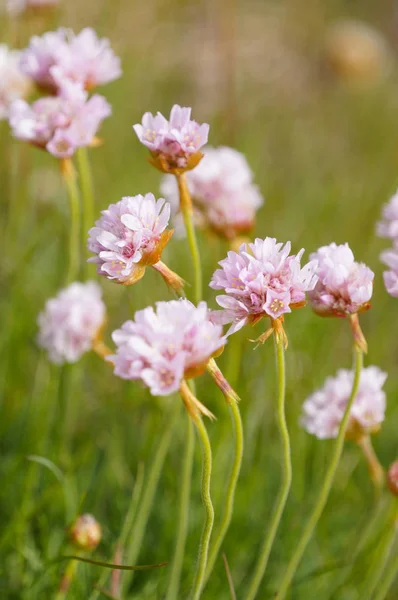 Prachtige bloemen in de zomer, IJsland. — Stockfoto