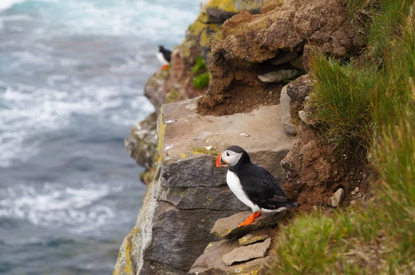 Puffin Atlântico em Latrabjarg cliffs, Islândia . — Fotografia de Stock