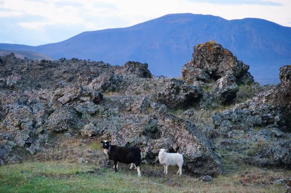 Black and white sheeps in front of lava rock,Iceland. — Stock Photo, Image