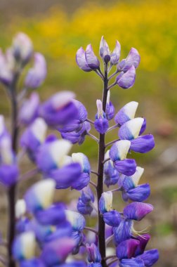 İzlanda lupin güzel çiçekler.