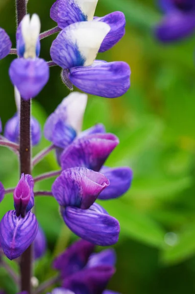 İzlanda lupin güzel çiçekler. — Stok fotoğraf