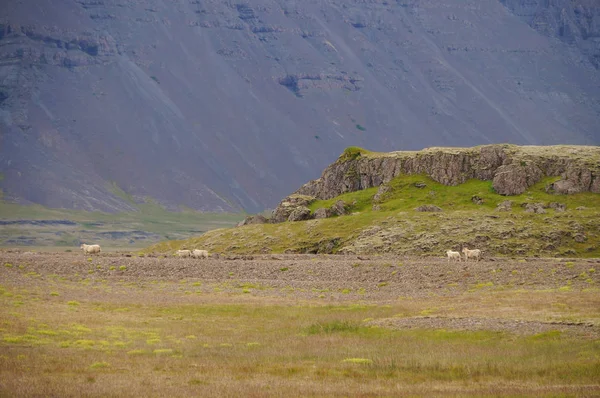 Ovelhas voltando para casa na Islândia . — Fotografia de Stock