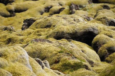 Yeşil yosun, İzlanda ile kaplı lav alanı.