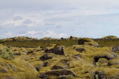 Yeşil yosun, İzlanda ile kaplı lav alanı.