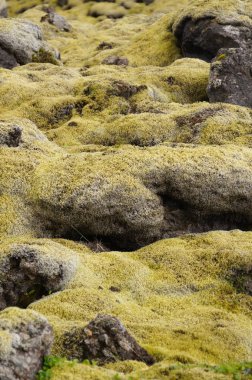 Yeşil yosun, İzlanda ile kaplı lav alanı.