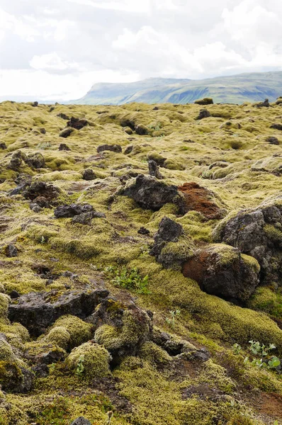 Лава поле, покритий зеленим мохом, Ісландія. — стокове фото