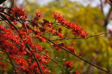Güzel maymun çiçek ağaç veya yangın Pakistan Tayland.