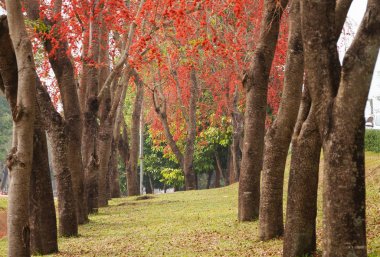 Güzel maymun çiçek ağaç veya yangın Pakistan Tayland.