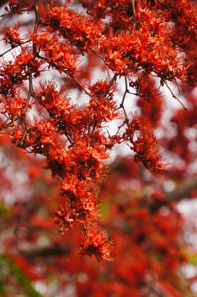 Hermoso árbol de flores de mono o fuego de Pakistán en Tailandia . — Foto de Stock