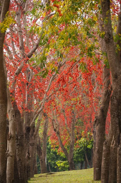 Bela árvore de flor de macaco ou fogo do Paquistão na Tailândia . — Fotografia de Stock