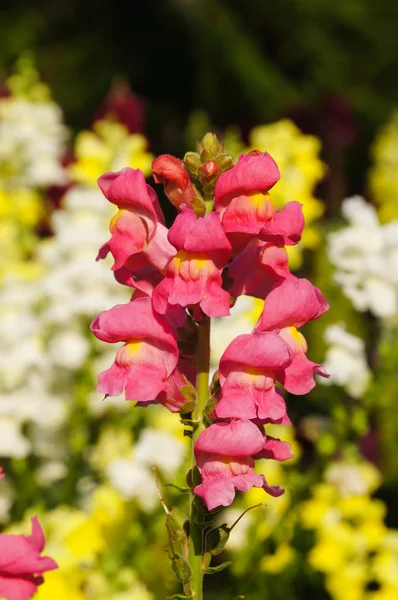 植物園で黄色とピンクの花のキンギョソウ植物. — ストック写真