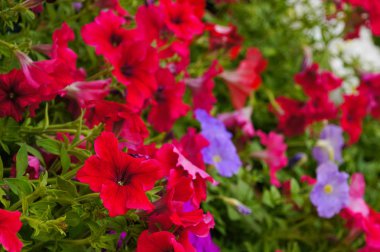 Renkli çiçek Pitunia Çiçek bahçesinde, Tayland