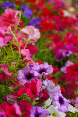 Renkli çiçek Pitunia Çiçek bahçesinde, Tayland