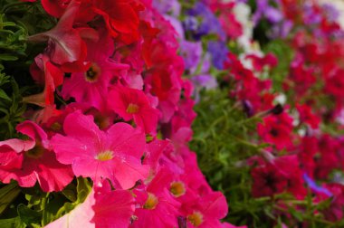 Pembe çiçek Pitunia Çiçek bahçesinde, Tayland