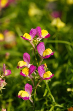 Küçük, şirin çiçekler güneş ışığı altında Chiang Rai, Tayland.