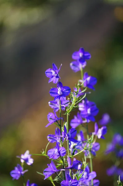 Mooie lichtpaarse bloemen in zonlicht, Chiang Rai, Thailand. — Stockfoto