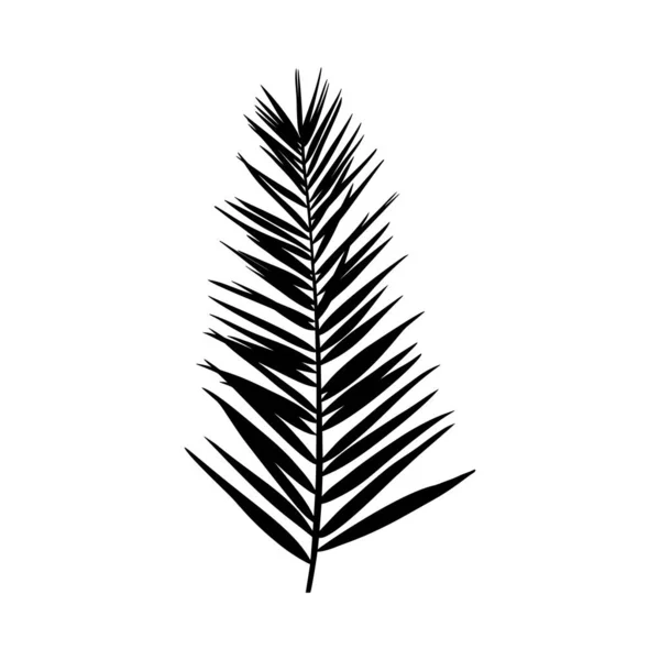 Palmiye yaprağı silueti. Siyah tropikal bitki beyaz arka planda izole edilmiş. Vektör illüstrasyonu