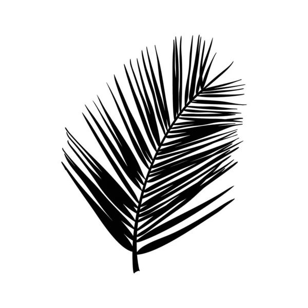 La silueta de la hoja de palma. Planta tropical negra aislada sobre fondo blanco. Ilustración vectorial — Archivo Imágenes Vectoriales