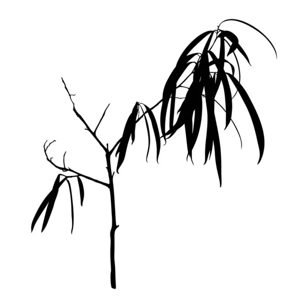 Black Ficus Silhouette pianta isolata su sfondo bianco. Illustrazione vettoriale — Vettoriale Stock