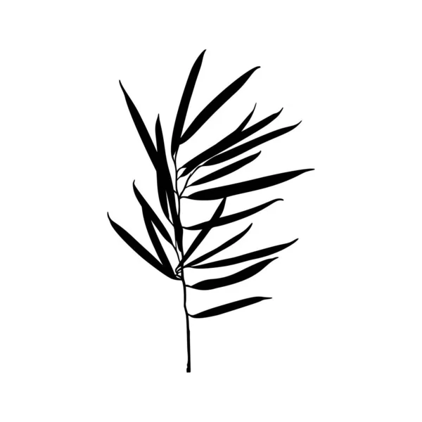 Svart Ficus Plant Silhouette isolerad på vit bakgrund. Vektor illustration — Stock vektor