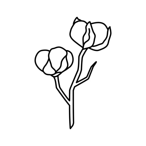 Ramo de planta de algodão na moda estilo mínimo. Delinear flor de algodão orgânico para o logotipo. Ilustração do vetor botânico — Vetor de Stock