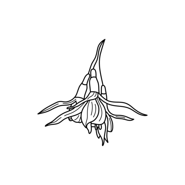 Fuchsia Flower Linienzeichnung. Umriss botanische tropische Pflanze in einem modernen minimalen Stil. Vektorillustration. — Stockvektor