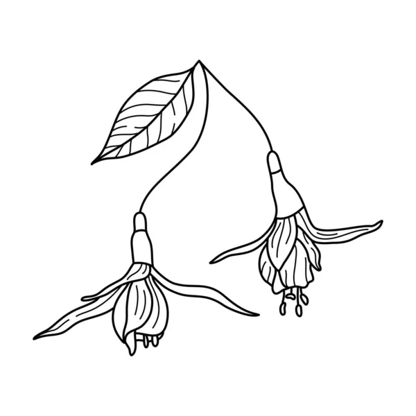 フクシアの花の線画 概要植物熱帯植物を現代のミニマリストスタイルで ベクトルイラストロゴ 招待状 ポスター ポストカード プリント用Tシャツ — ストックベクタ
