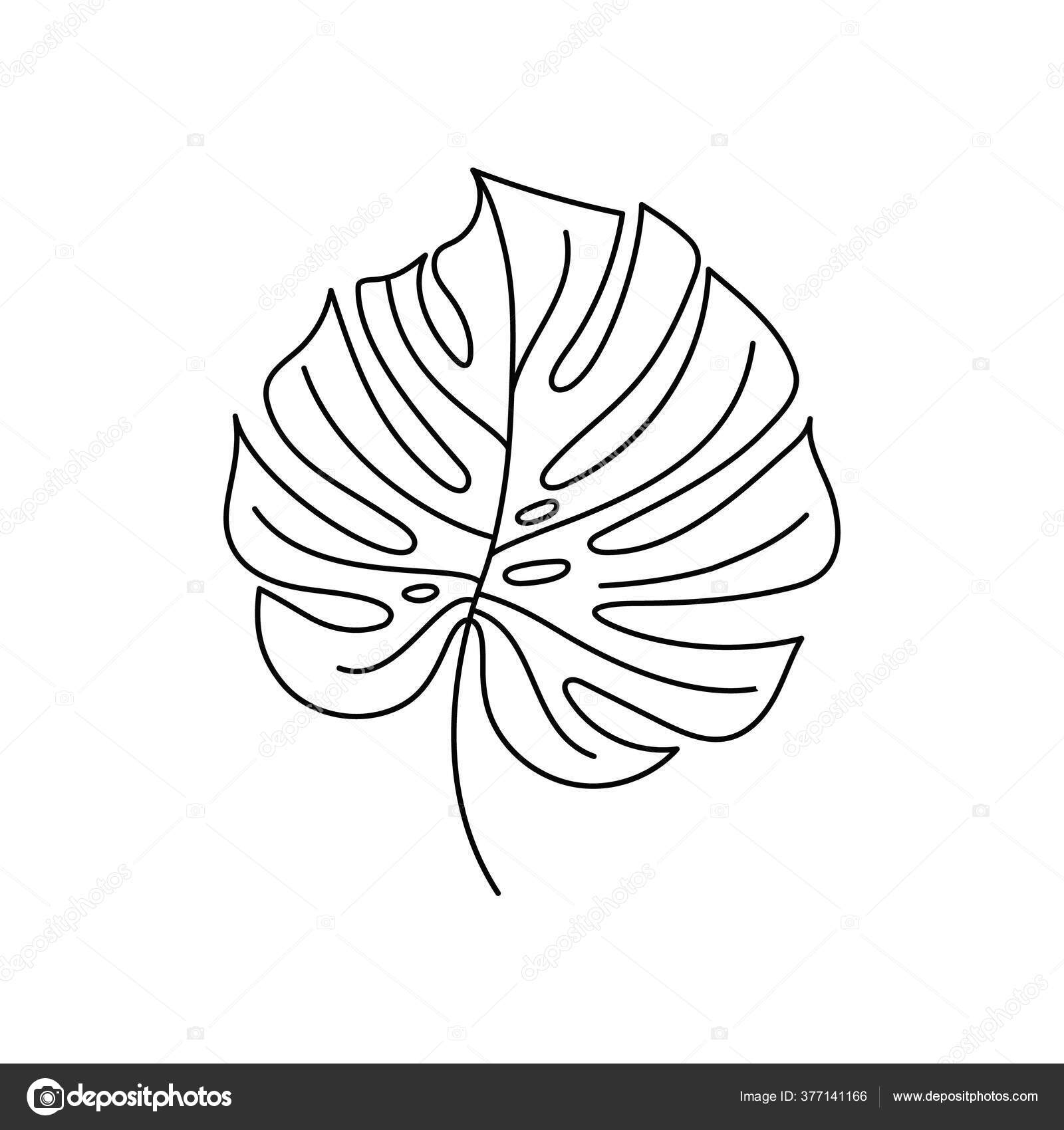 Monstera Leaf Of Tropical Plants Outline Palm Leaf In A Trendy Minimalist Liner Style Vector Illustration Vector Image By C Sini4ka Vector Stock