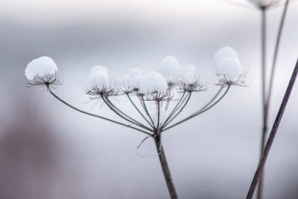 Kışın kuruyan çiçekler.