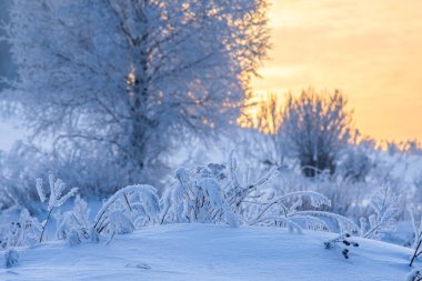 Gün batımında kar altında kış ormanı