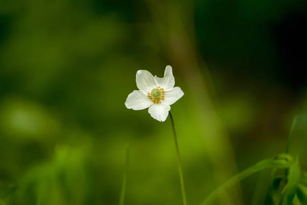 숲의 말미잘은 무궁무진 한 식물이다. 흰 숲 속의 꽃 이 가까이 - 우 — 스톡 사진