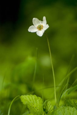 Orman şakayığı çok yıllık bir bitkidir. Beyaz orman çiçeği.