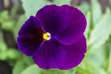 Parlak mor nonoş çiçeği. Yeşil arka planda yakın plan. Sele