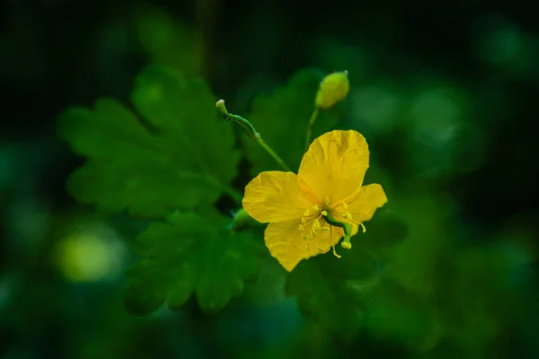 Flor de celidonia amarilla de cerca sobre un fondo de vegetación. Se —  Fotos de Stock