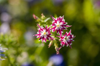 Parlak beyaz-kırmızı Phlox Drummond. Güneşli bir günde çiçeklere yakın çekim