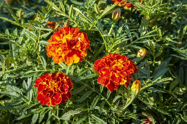 Gyönyörű narancs Tagetes (Tagetes) Vértes egy napsütéses napon — Stock Fotó