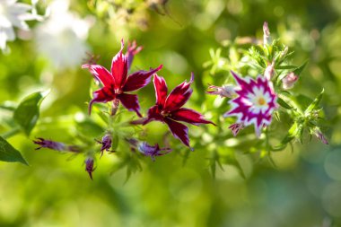 Parlak beyaz-kırmızı ve pembe phlox drum mondii. Güneşli bir yere yakın çekim 