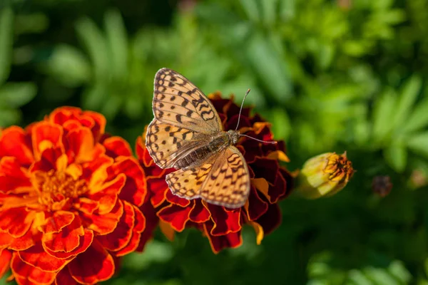Butterfly collects honey from orange marigold flowers. Selective — Stock Photo, Image