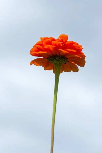 Fiore di zinnia arancione. Primo piano su uno sfondo di cielo blu . — Foto Stock