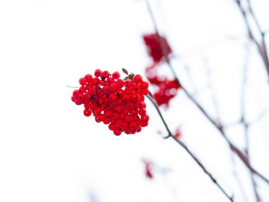 Kırmızı böğürtlenli Rowan şubesi. Yakın plan. Selecti