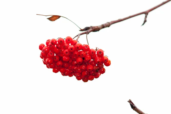 Rowan branch with a bunch of red ripe berries. Close-up. Selecti — Stock Photo, Image