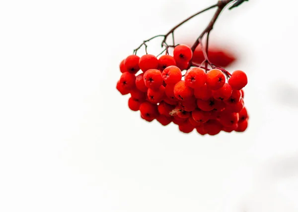赤い熟した果実の束を持つローワンの枝。接近中だ選択的 — ストック写真