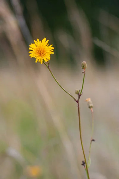 Fleur jaune de Sonchus Arvensis. Gros plan sur un fond de g — Photo