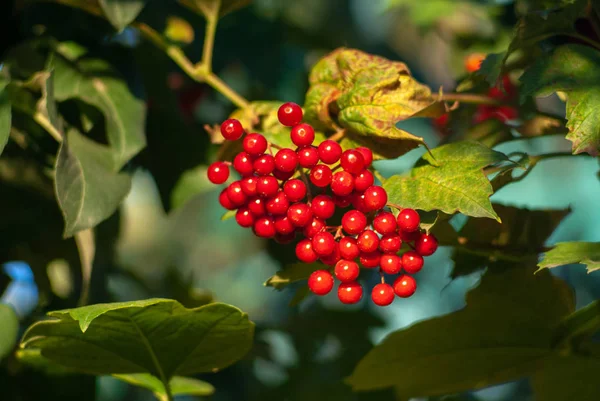 Érett bogyók Viburnum-ból egy ágon — Stock Fotó